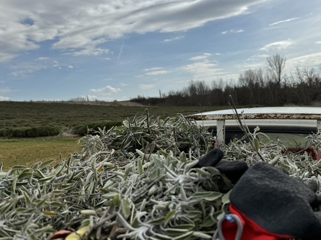 Frisch geschnittener Salbei auf der Ladefläche, dahinter das Salbeifeld in Nordgriechenland
