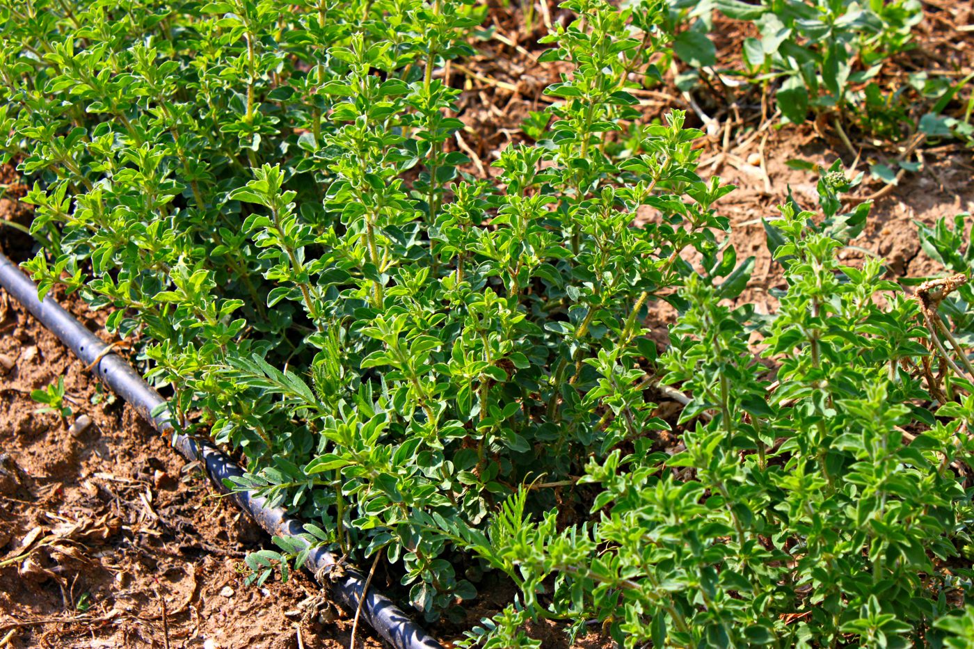 Bio-Oregano Feld