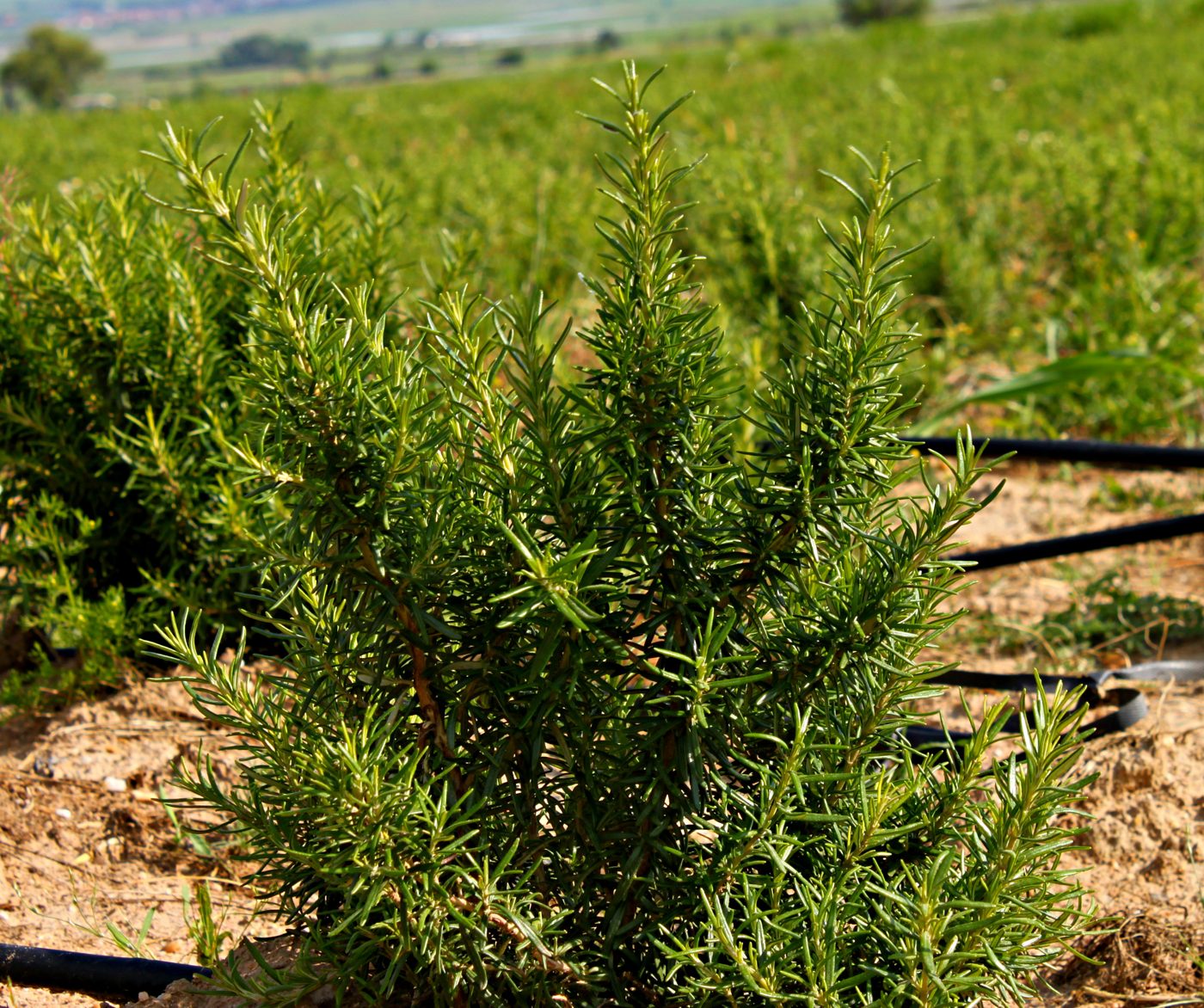 Bio-Rosmarin Feld