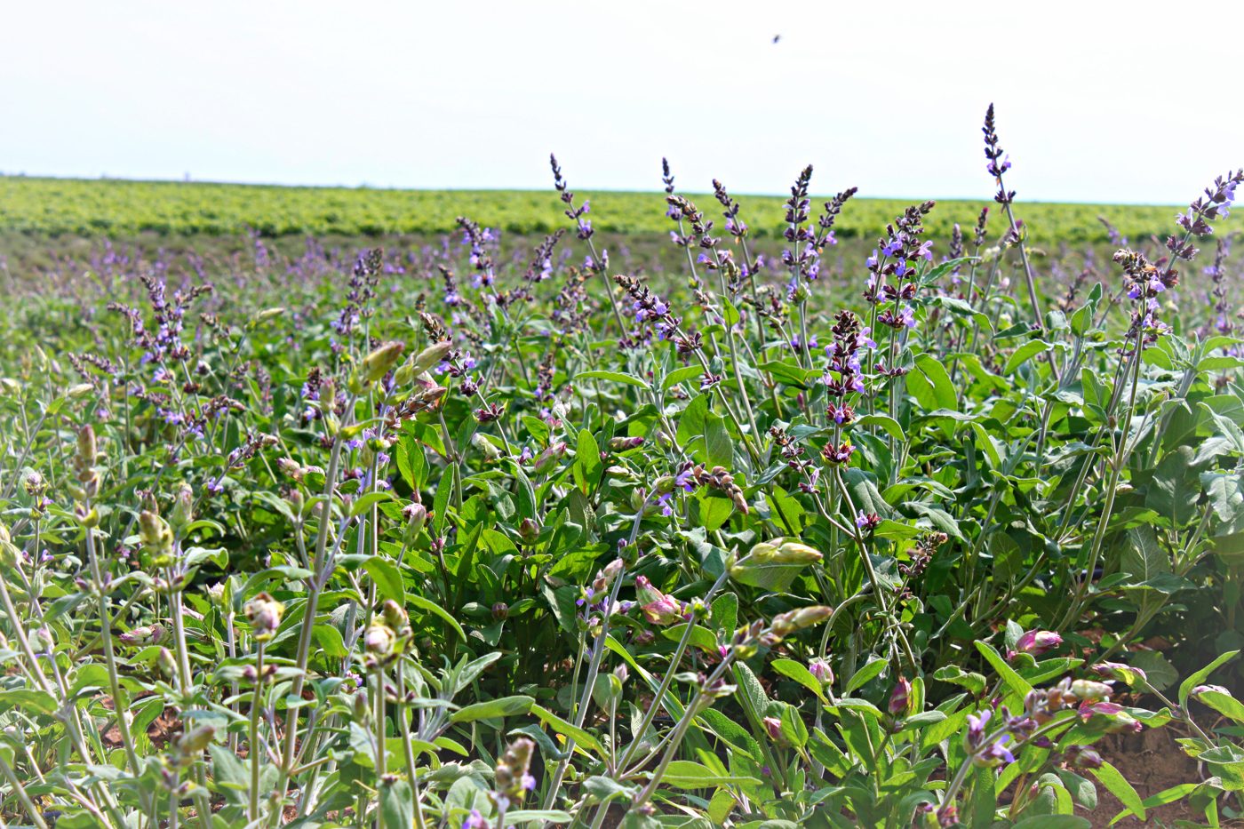 Bio-Salbei Feld