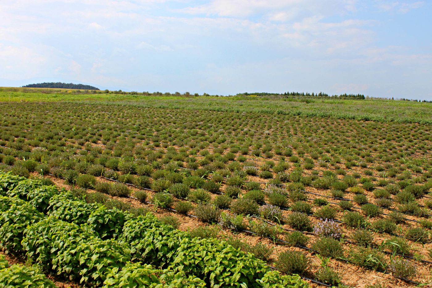 Bio-Thymian Feld
